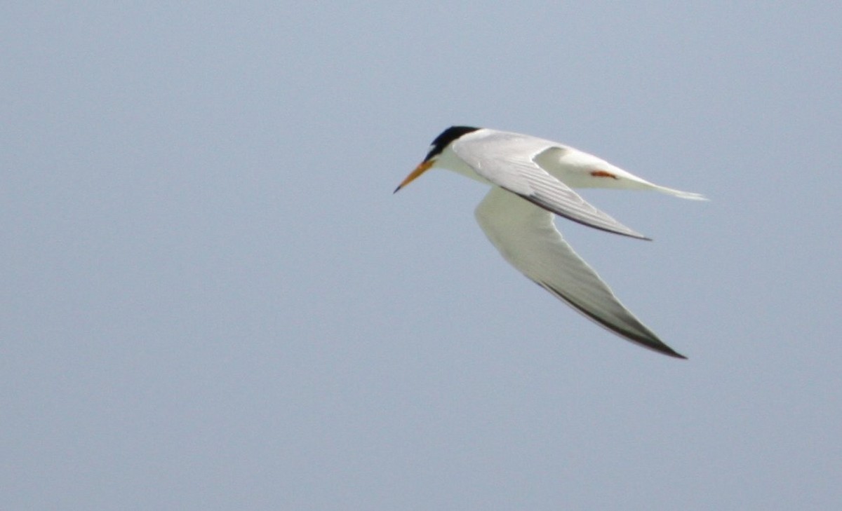 Little Tern - ML609104000