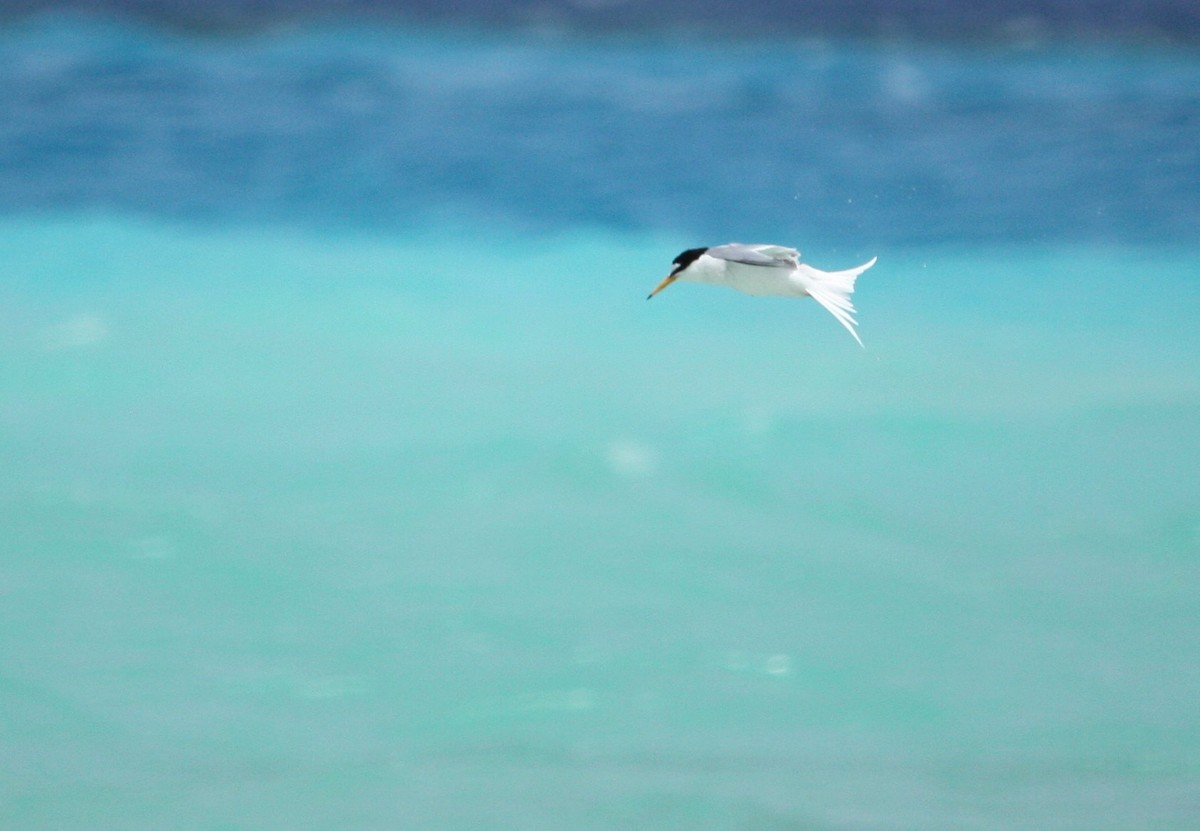 Little Tern - ML609104006