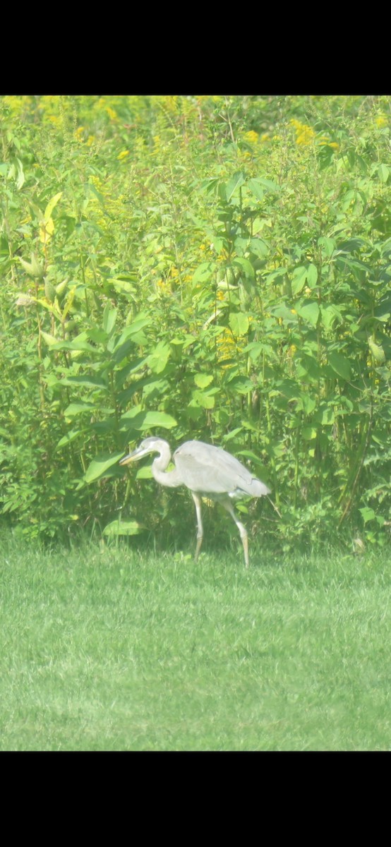 Great Blue Heron - ML609104034