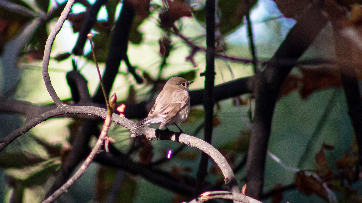 Red-breasted Flycatcher - ML609104098