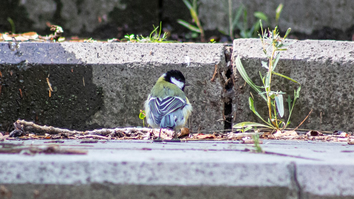 Great Tit - ML609104099