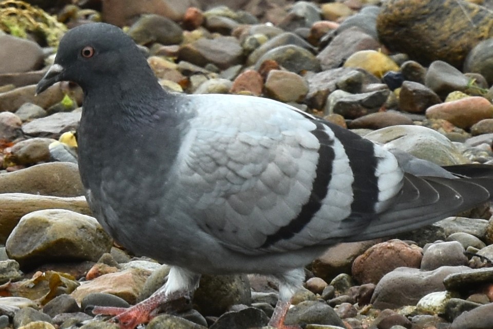 Pigeon biset (forme domestique) - ML609104128