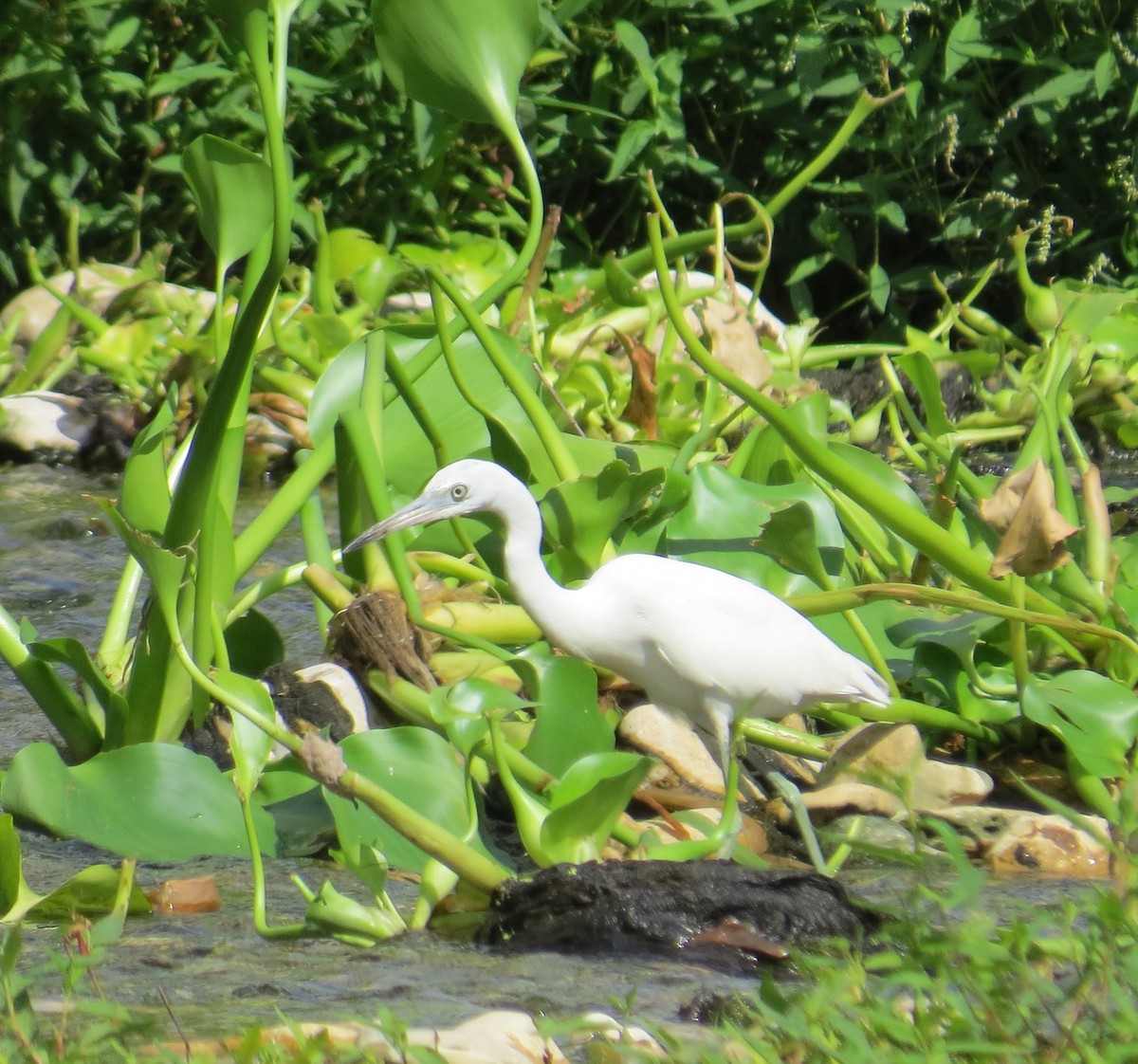 Little Blue Heron - ML609104253