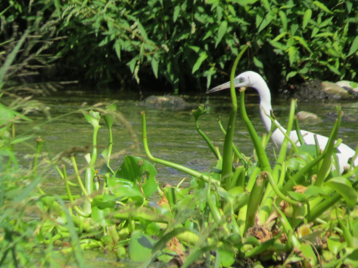 Little Blue Heron - ML609104255