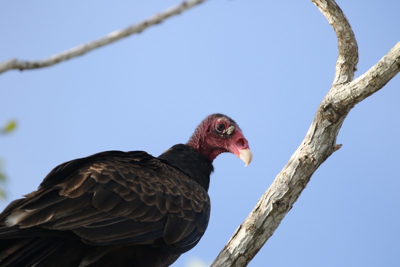 Turkey Vulture - ML60910441