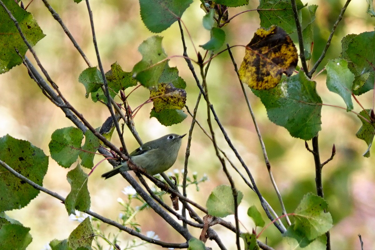 Roitelet à couronne rubis - ML609104498