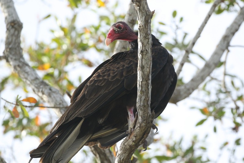 Turkey Vulture - ML60910451