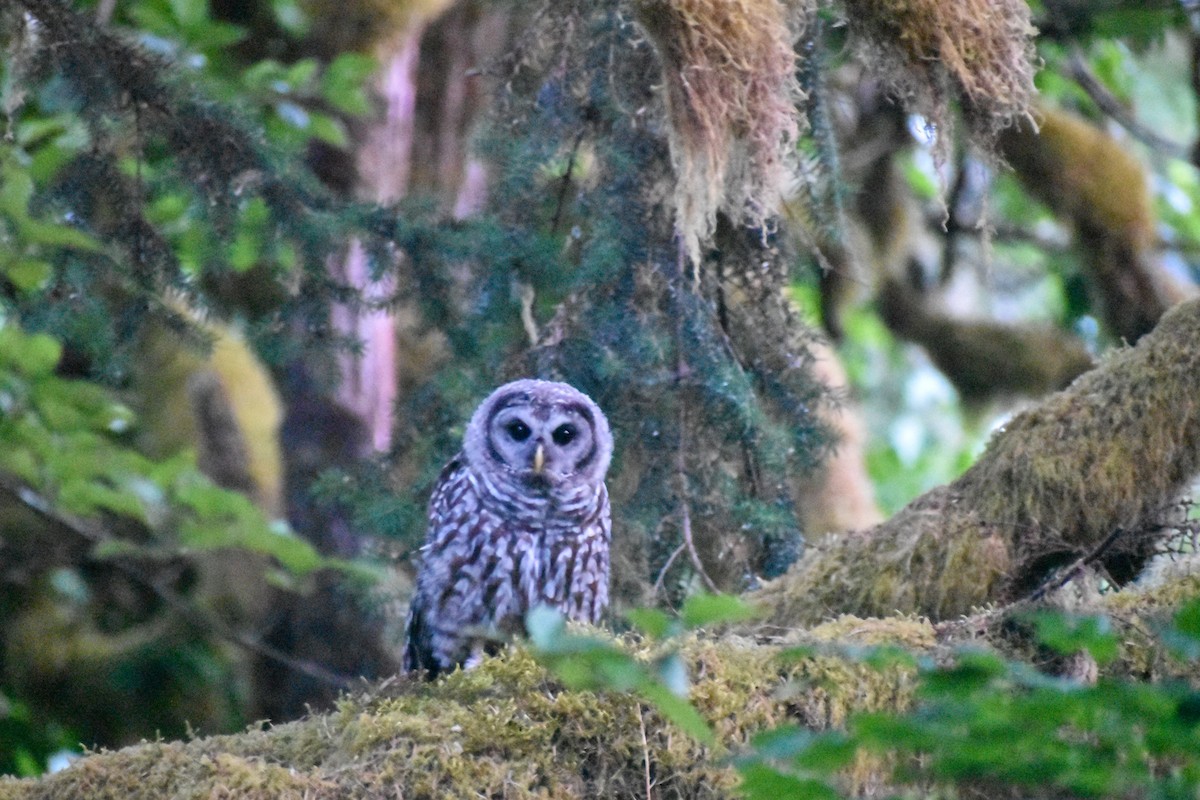 Barred Owl - ML609104591