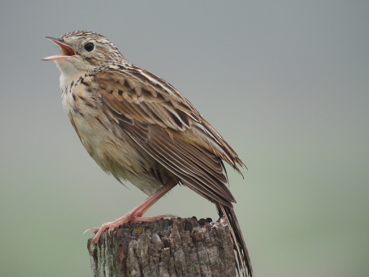 Hellmayr's Pipit - ML609104662