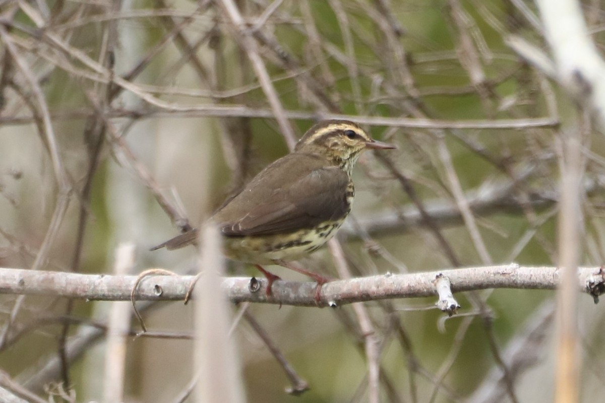 Northern Waterthrush - ML609104794