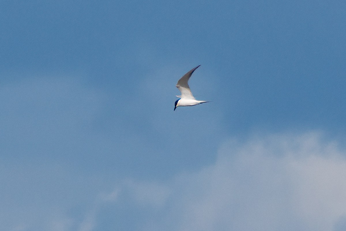 Gull-billed Tern - Richard Stern