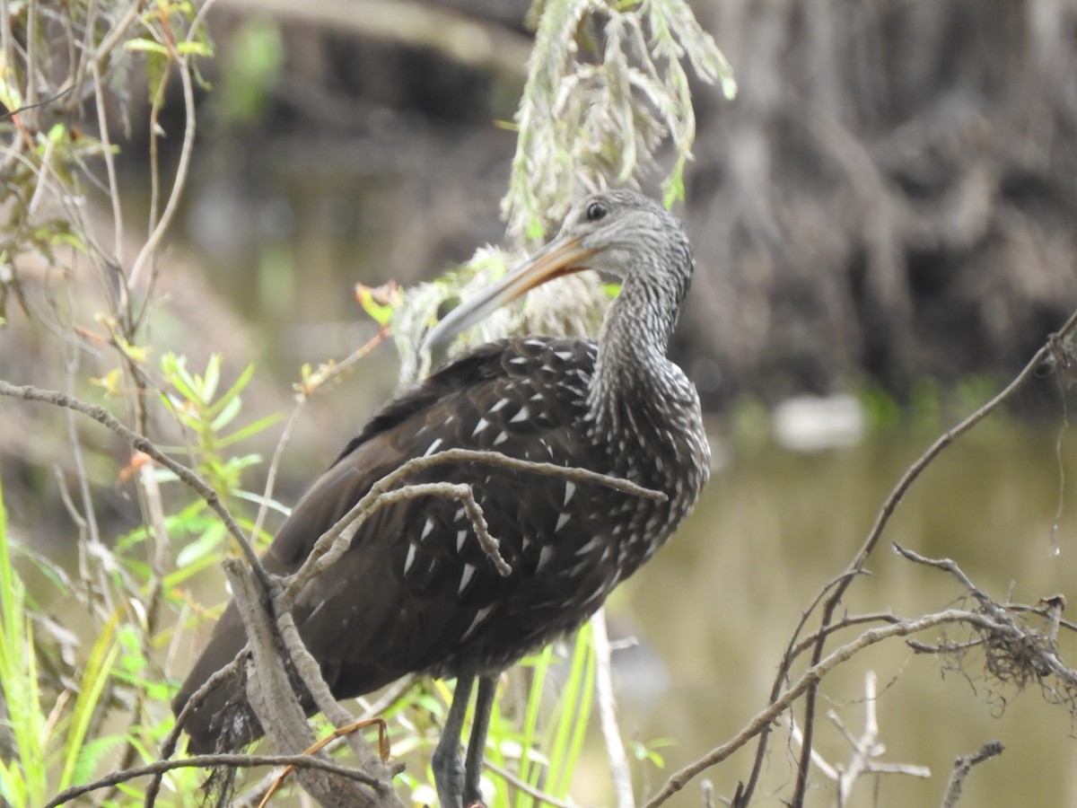 Limpkin - ML609104888