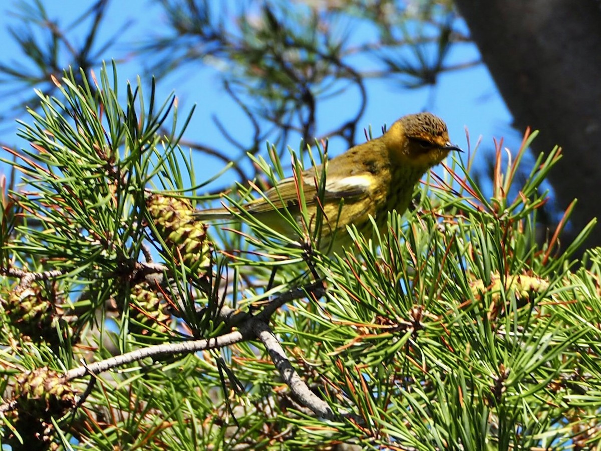 Cape May Warbler - ML609104904