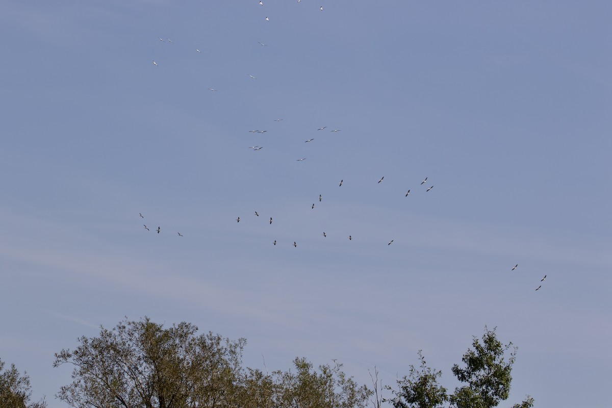 American White Pelican - ML609104980