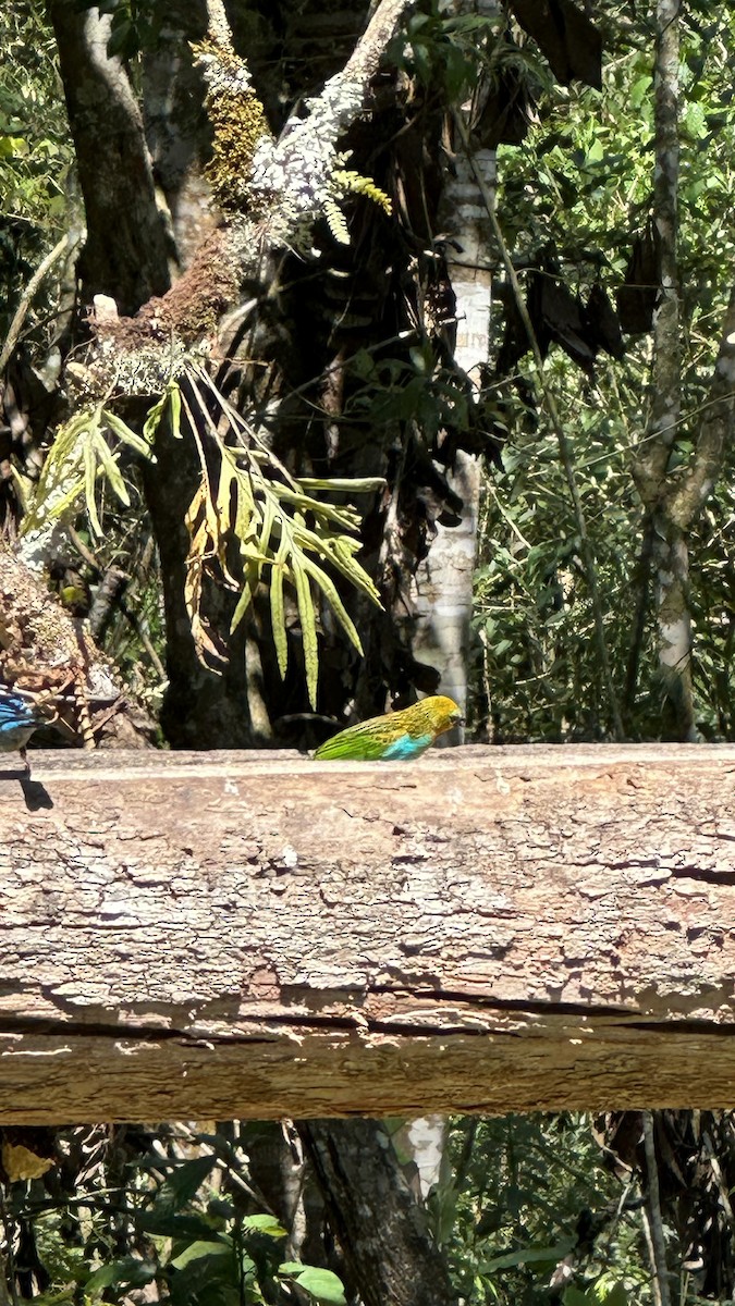 small tanager sp. (former Tangara sp.) - ML609105023
