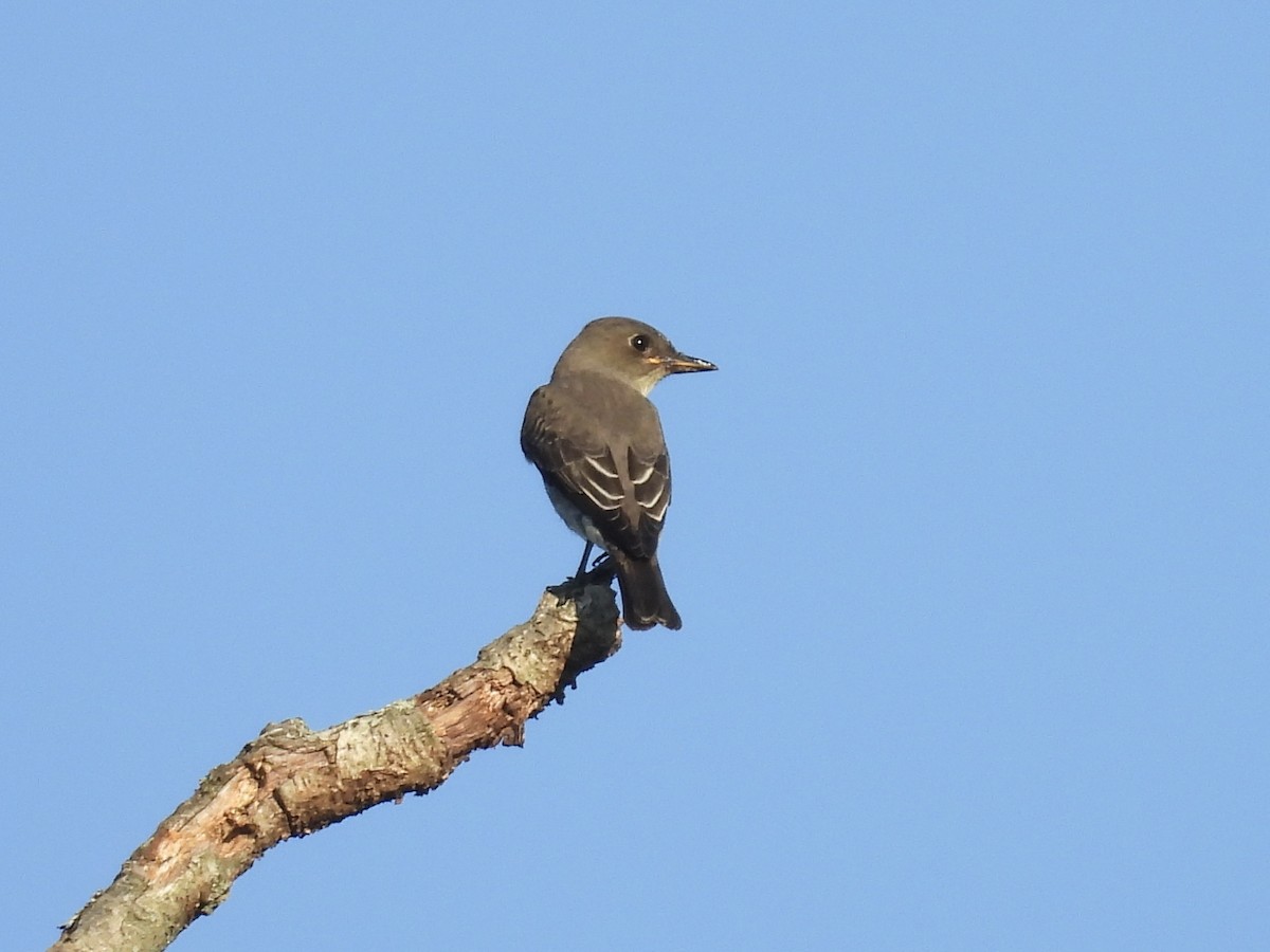 Olive-sided Flycatcher - Christina Sabochick