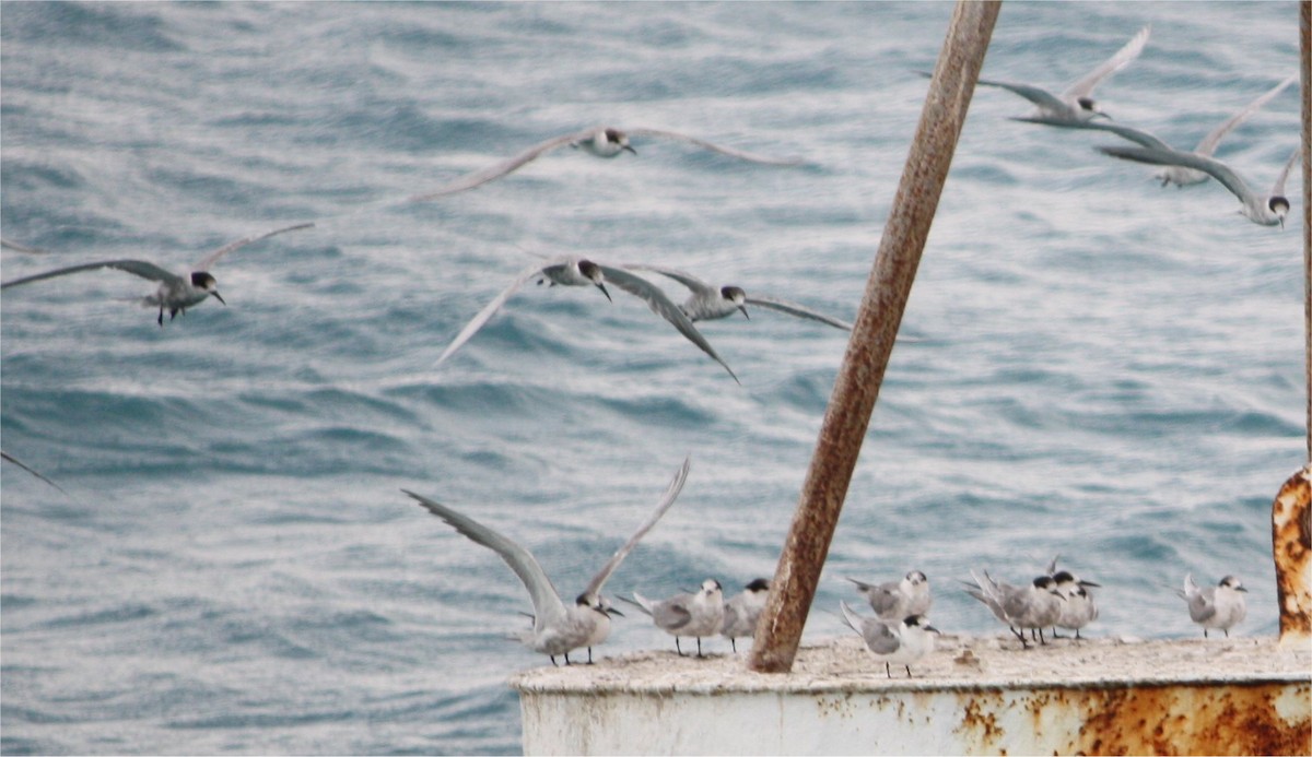 White-cheeked Tern - Mark Baker