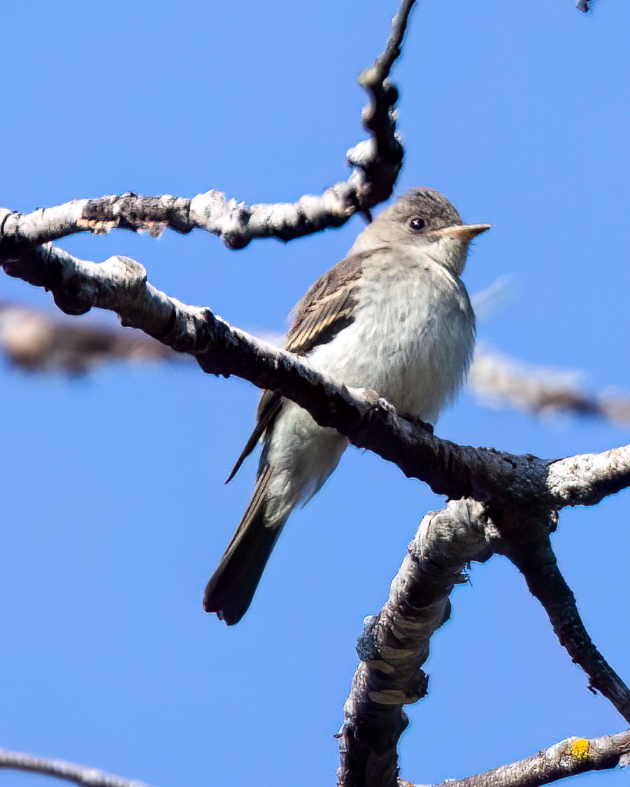 Eastern Wood-Pewee - ML609105061