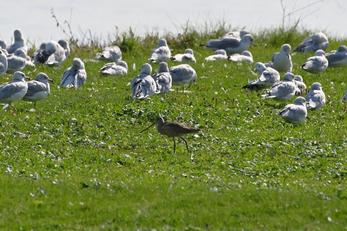 Marbled Godwit - Henry Trombley