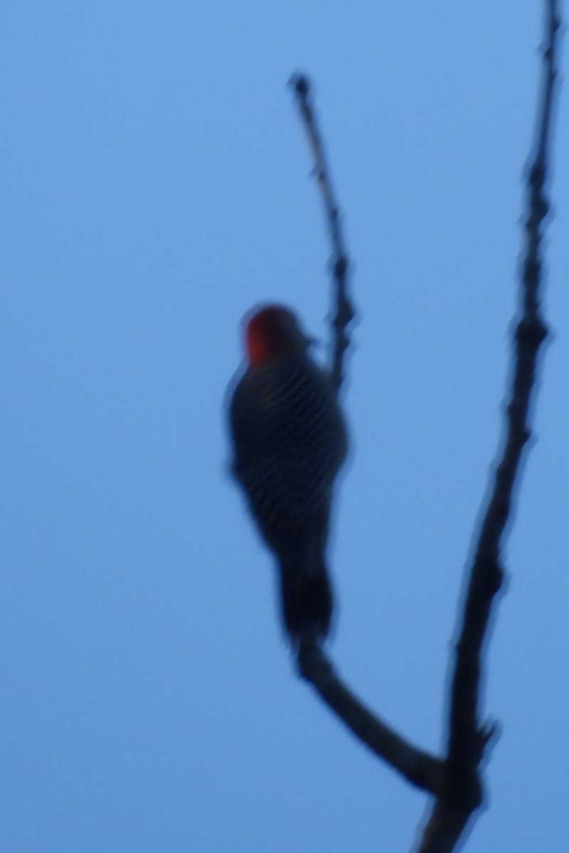 Red-bellied Woodpecker - ML609105201