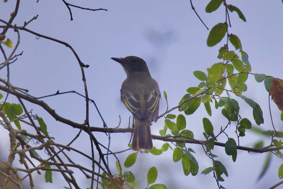 Great Crested Flycatcher - ML609105277