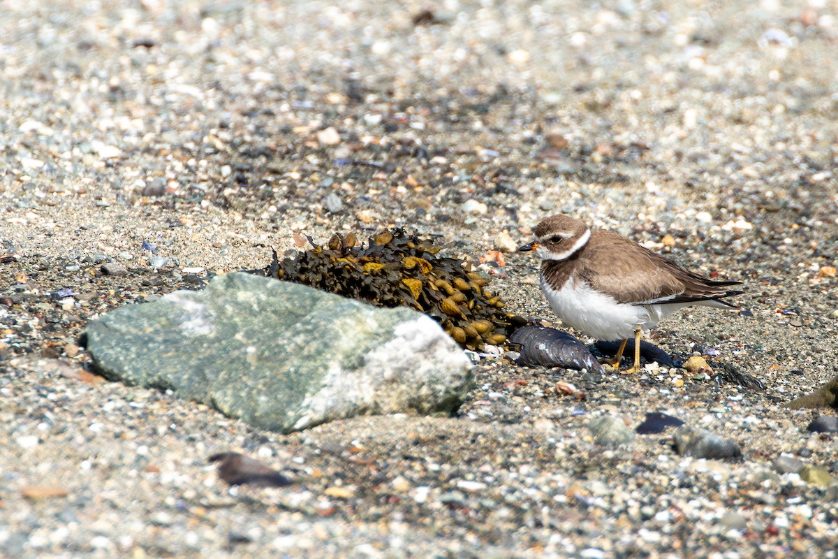 Semipalmated Plover - ML609105292