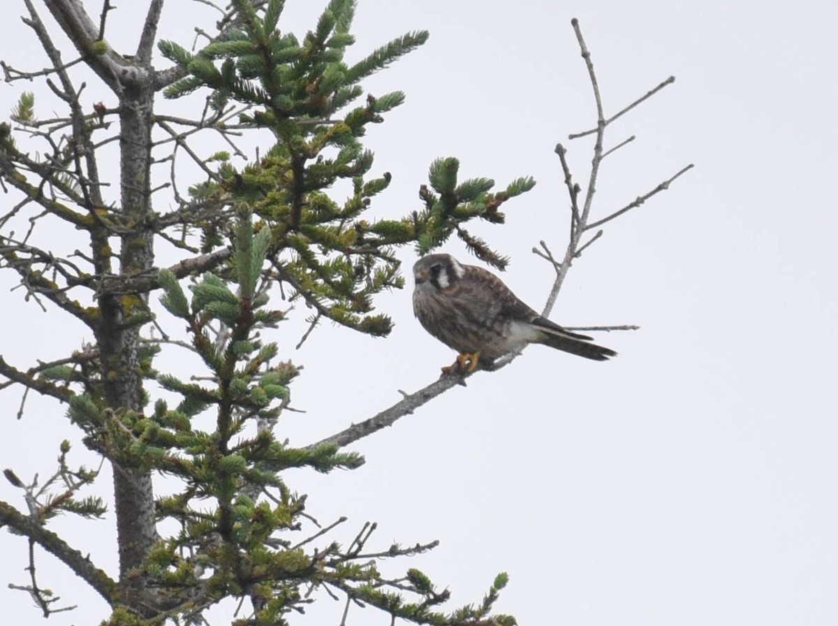 American Kestrel - ML609105372