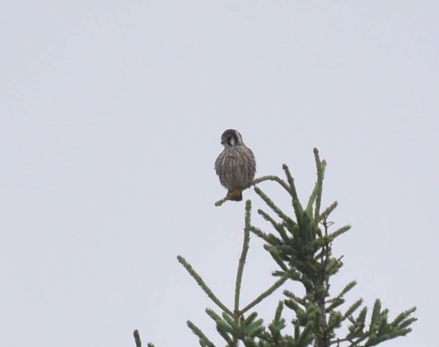 American Kestrel - ML609105396