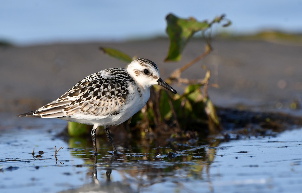 Bécasseau sanderling - ML609105418