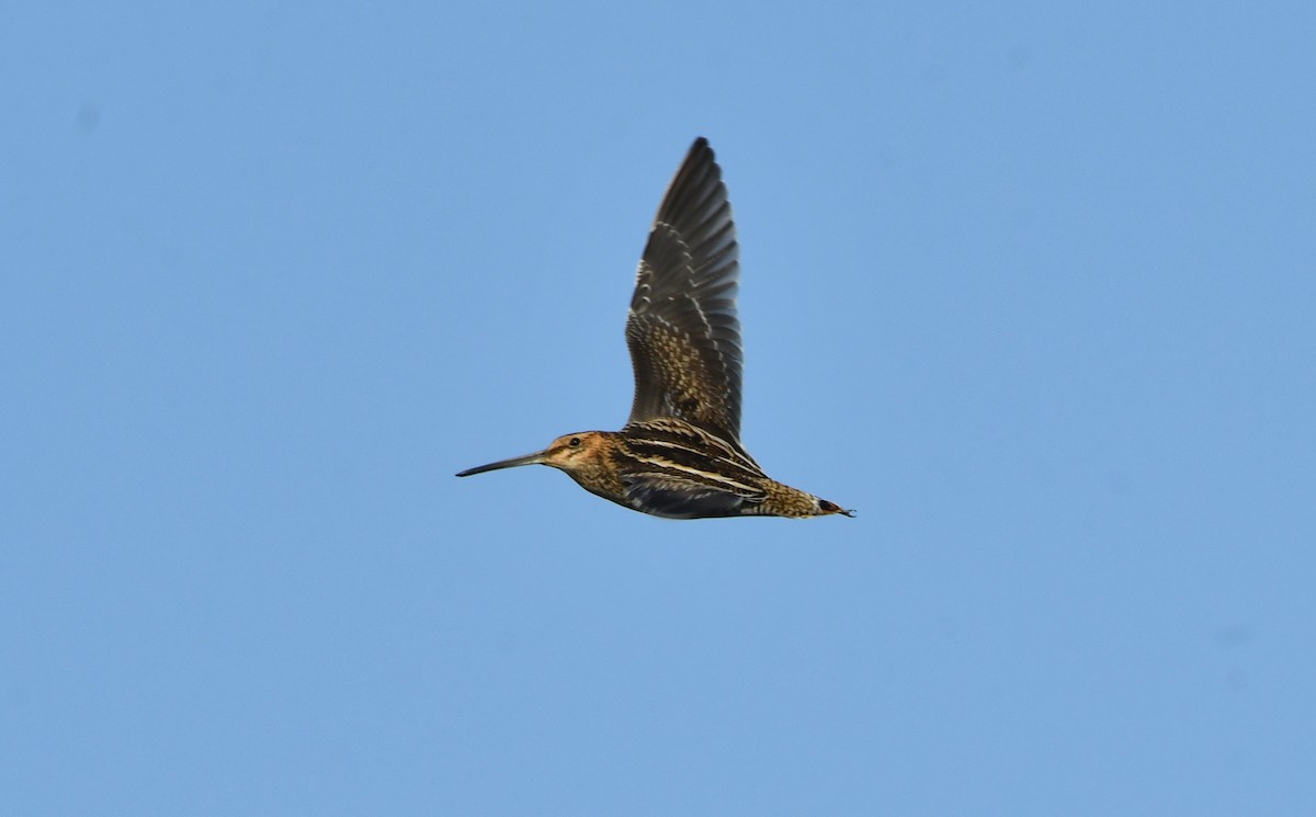 Wilson's Snipe - ML609105426