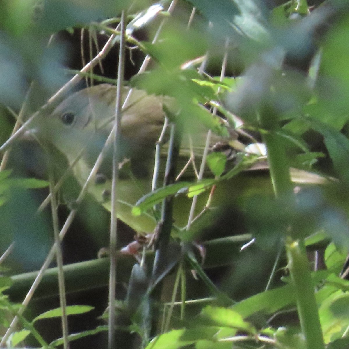 Connecticut Warbler - ML609105437