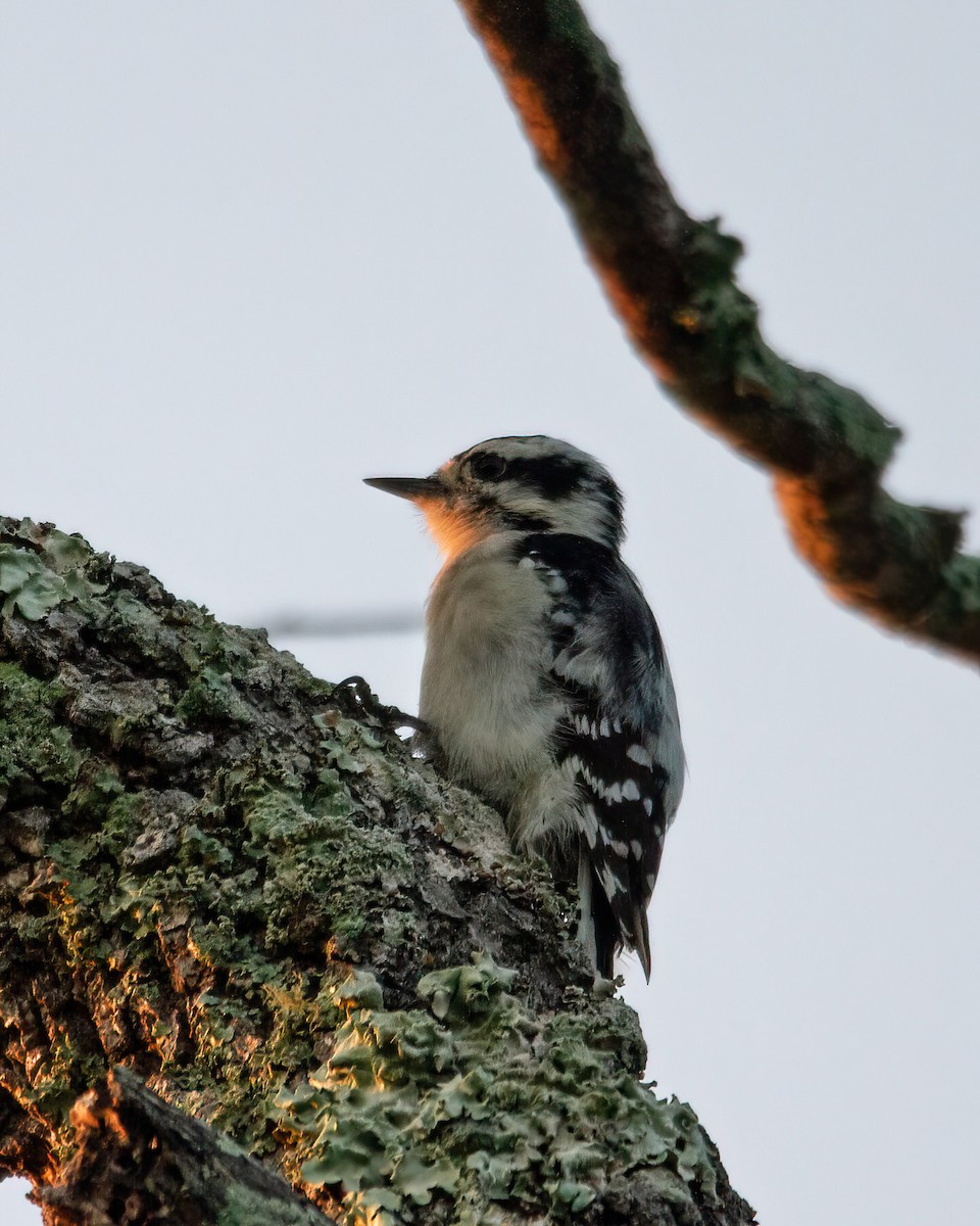 Downy Woodpecker - ML609105438