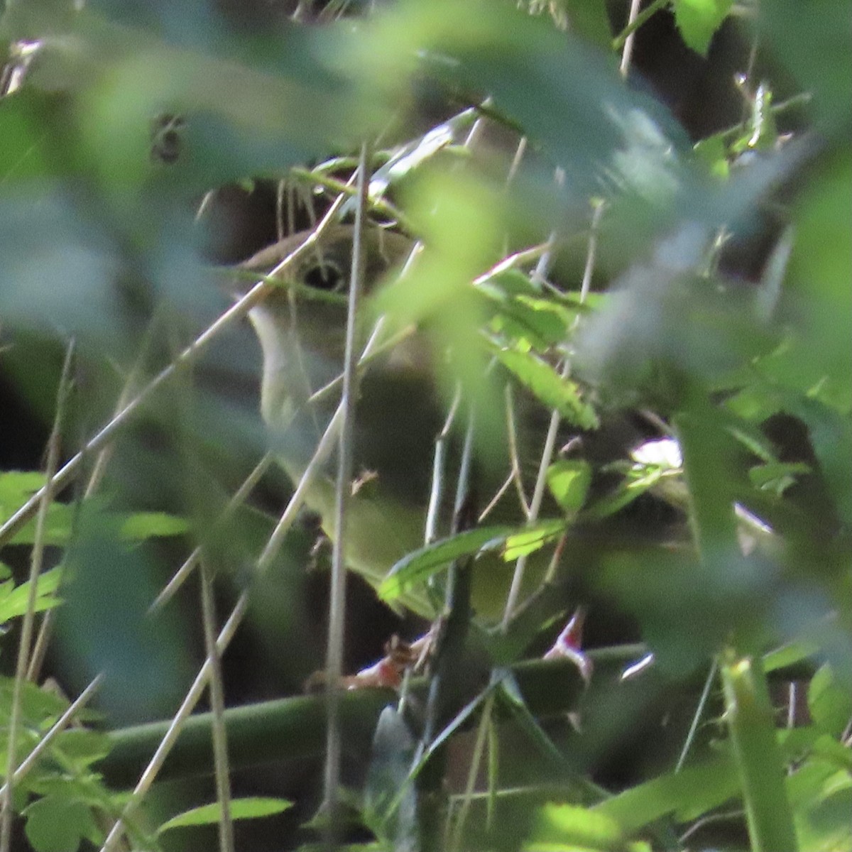 Connecticut Warbler - ML609105439
