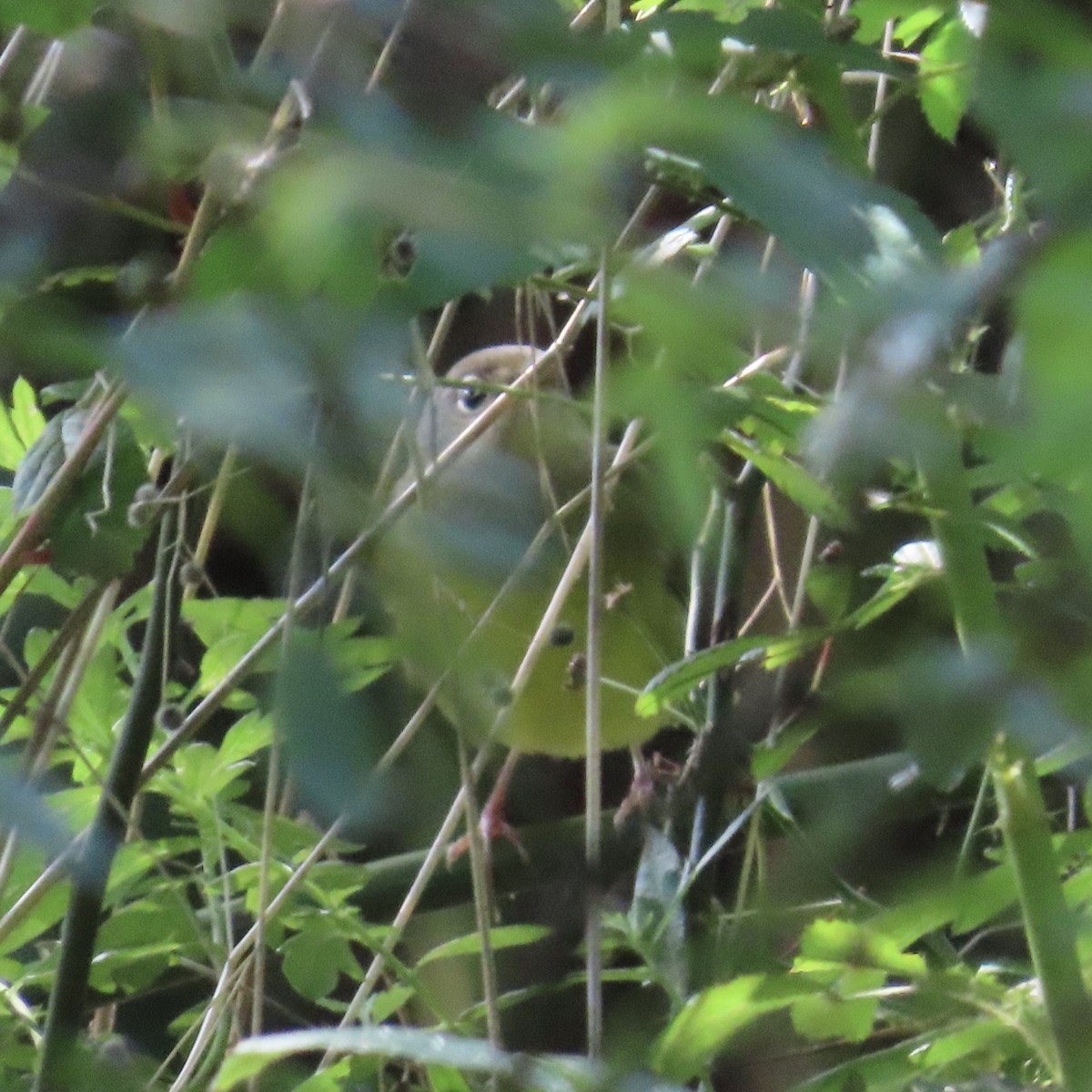 Connecticut Warbler - ML609105450