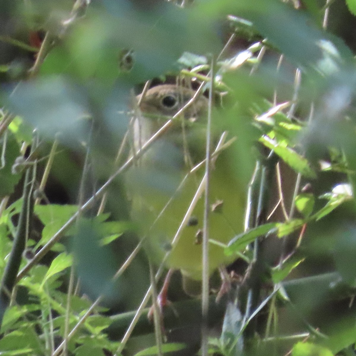 Connecticut Warbler - ML609105451