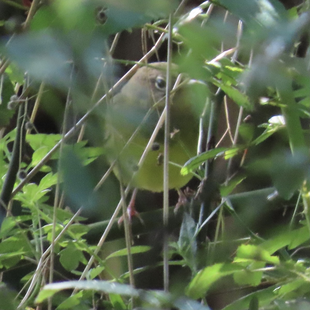 Connecticut Warbler - ML609105452