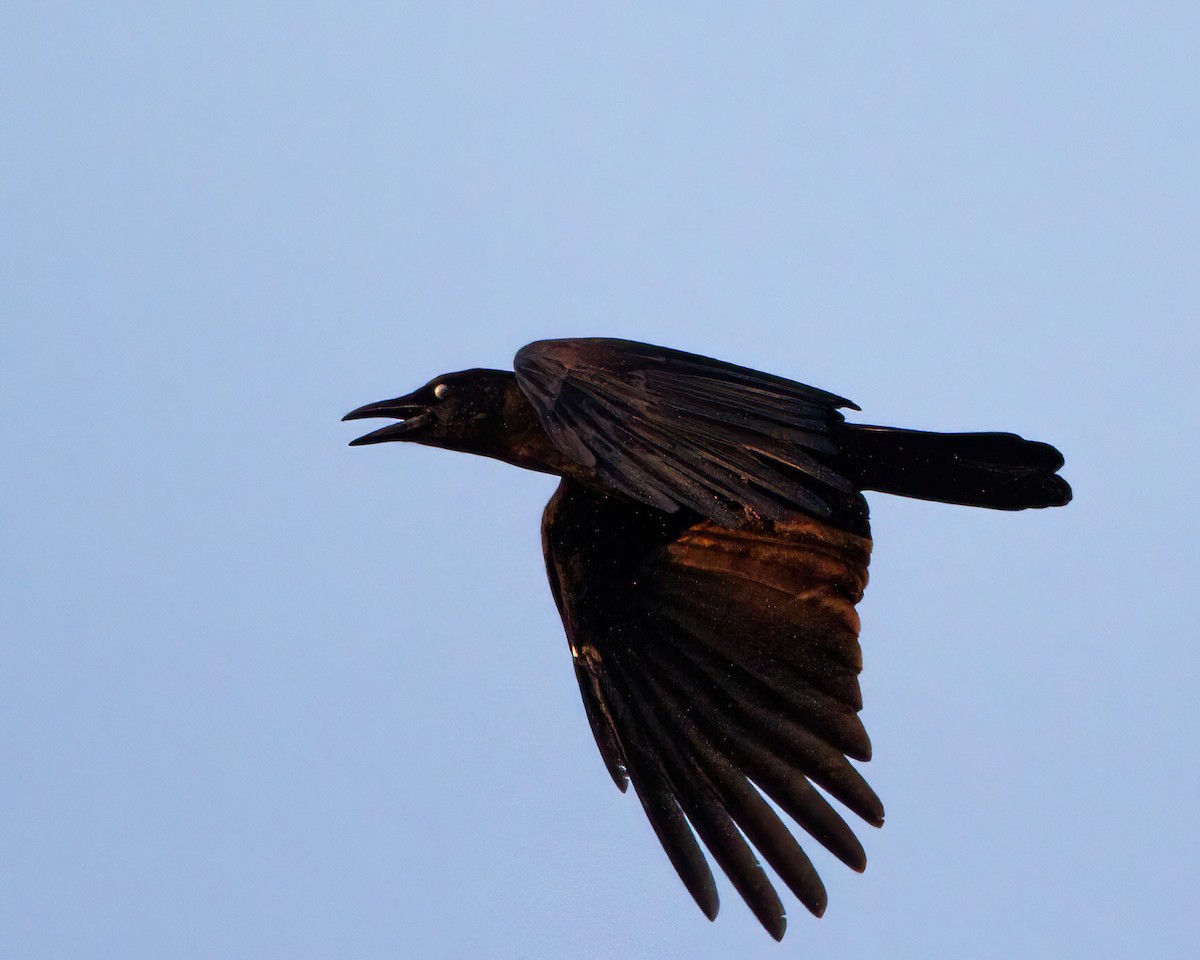 American Crow - ML609105520