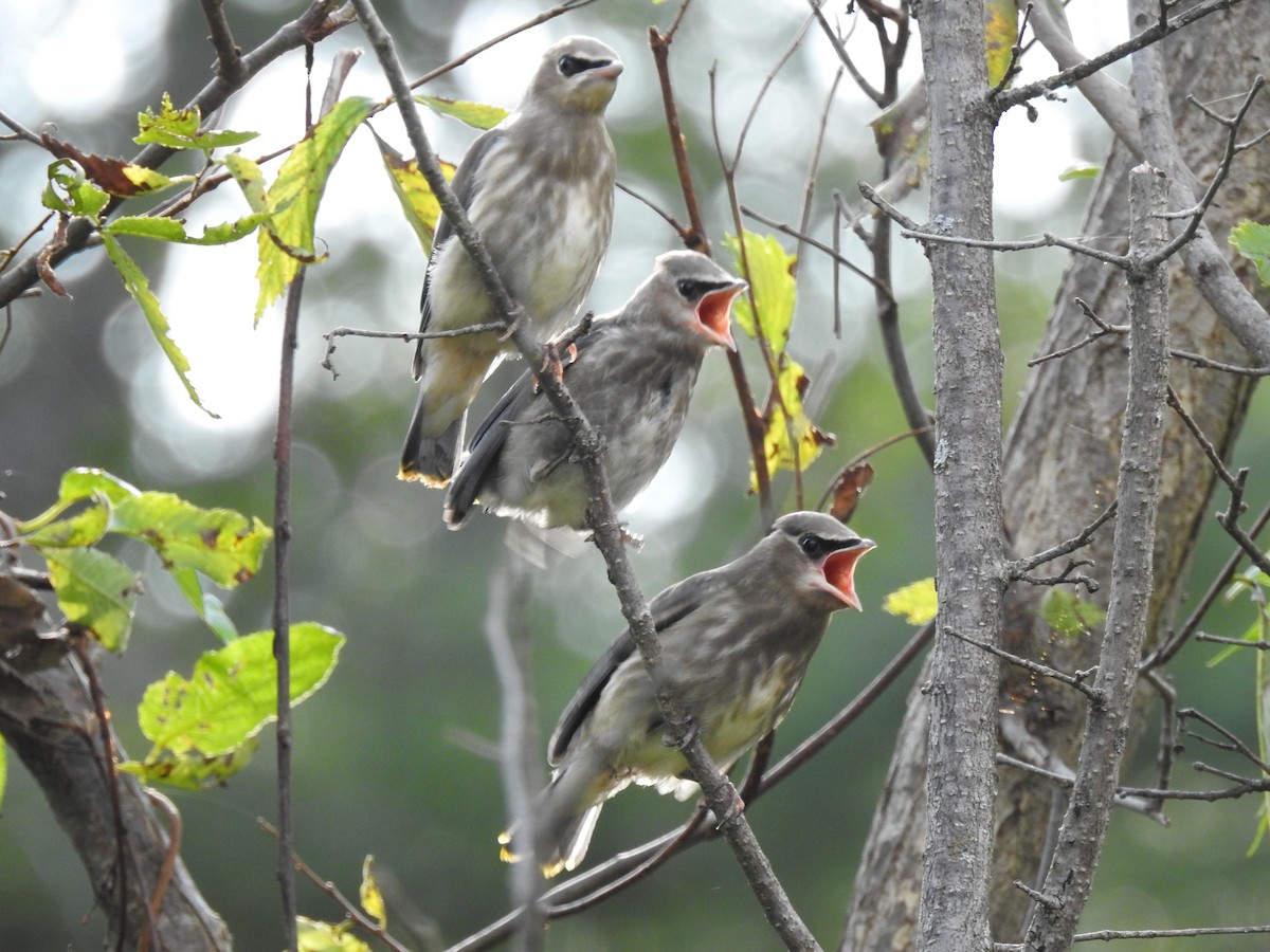Cedar Waxwing - ML609105586