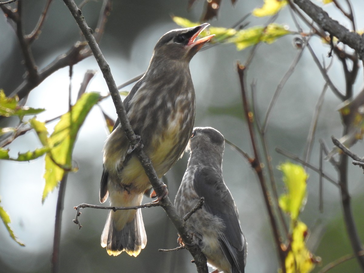 Cedar Waxwing - ML609105601