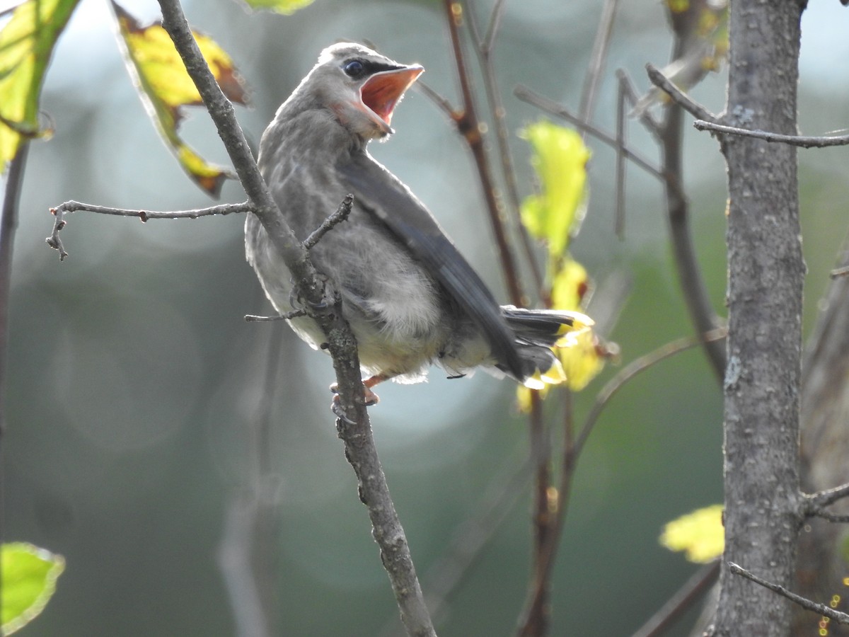 Cedar Waxwing - ML609105606