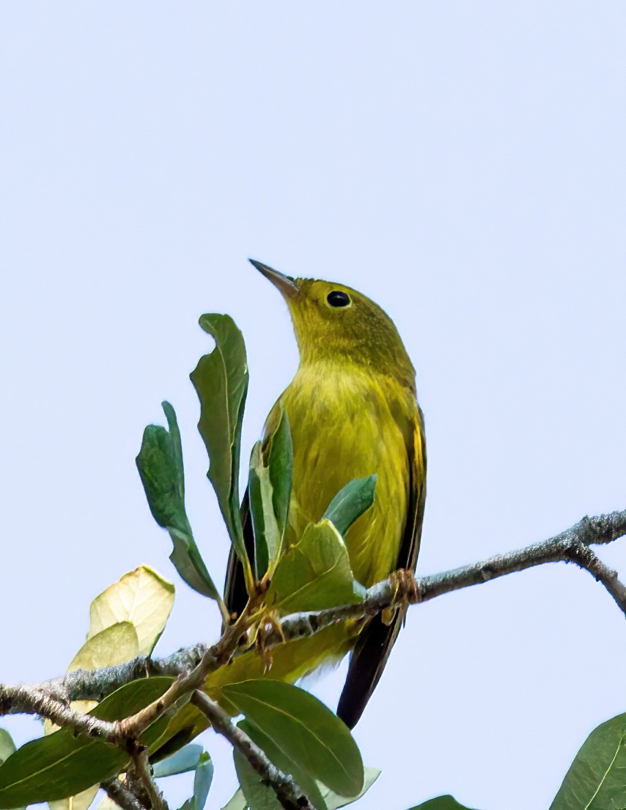 Yellow Warbler - Matthew Dell