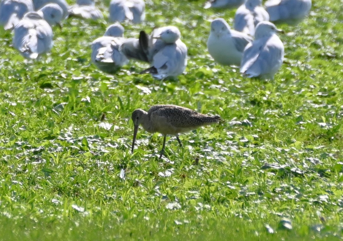 Marbled Godwit - Henry Trombley