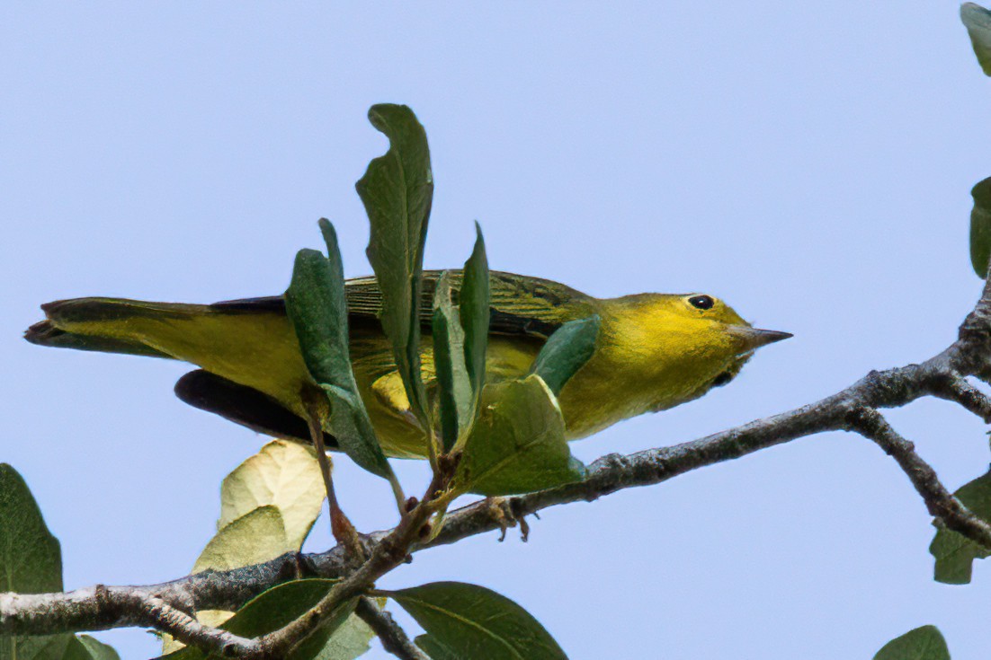 Yellow Warbler - Matthew Dell