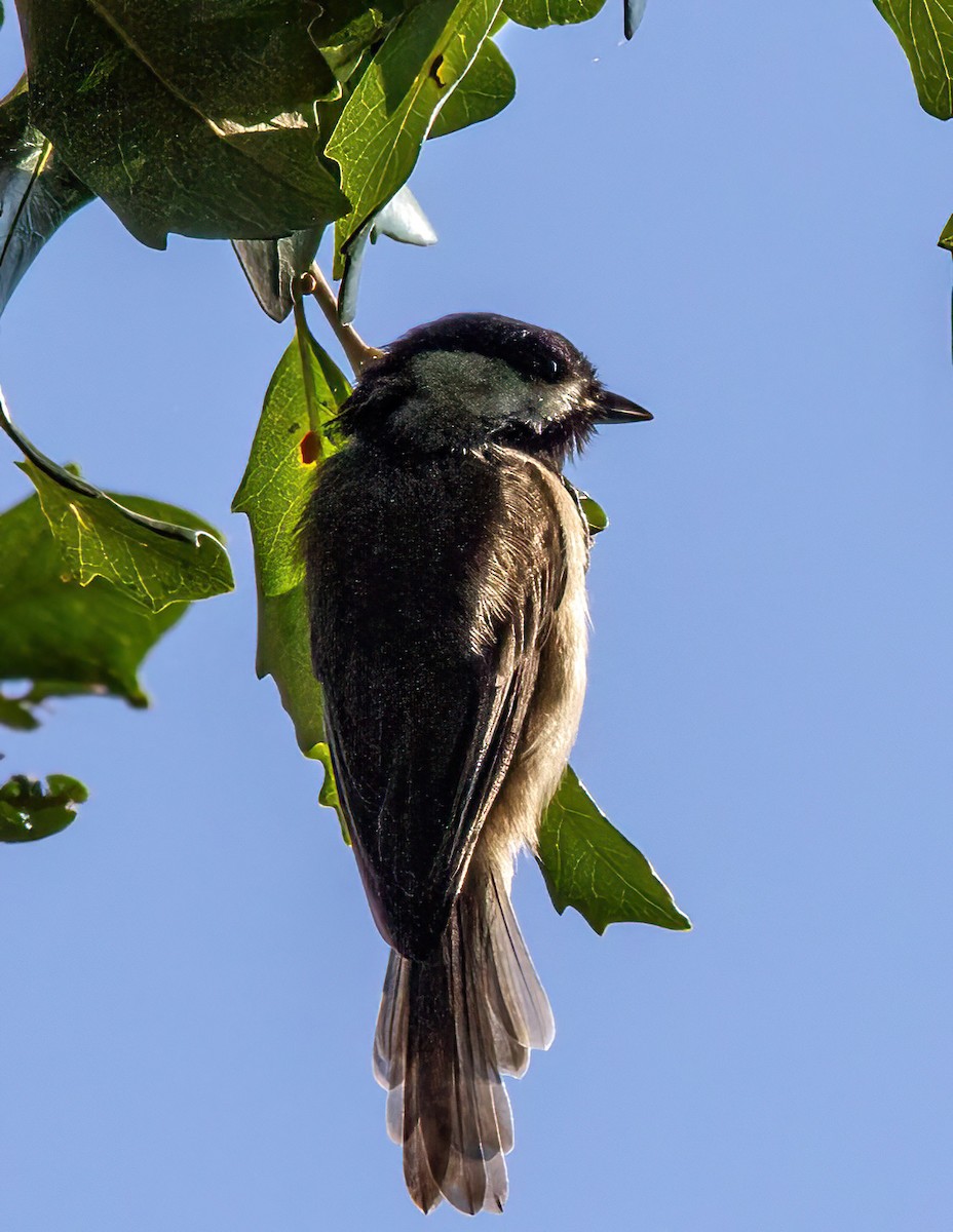 Mésange de Caroline - ML609105894