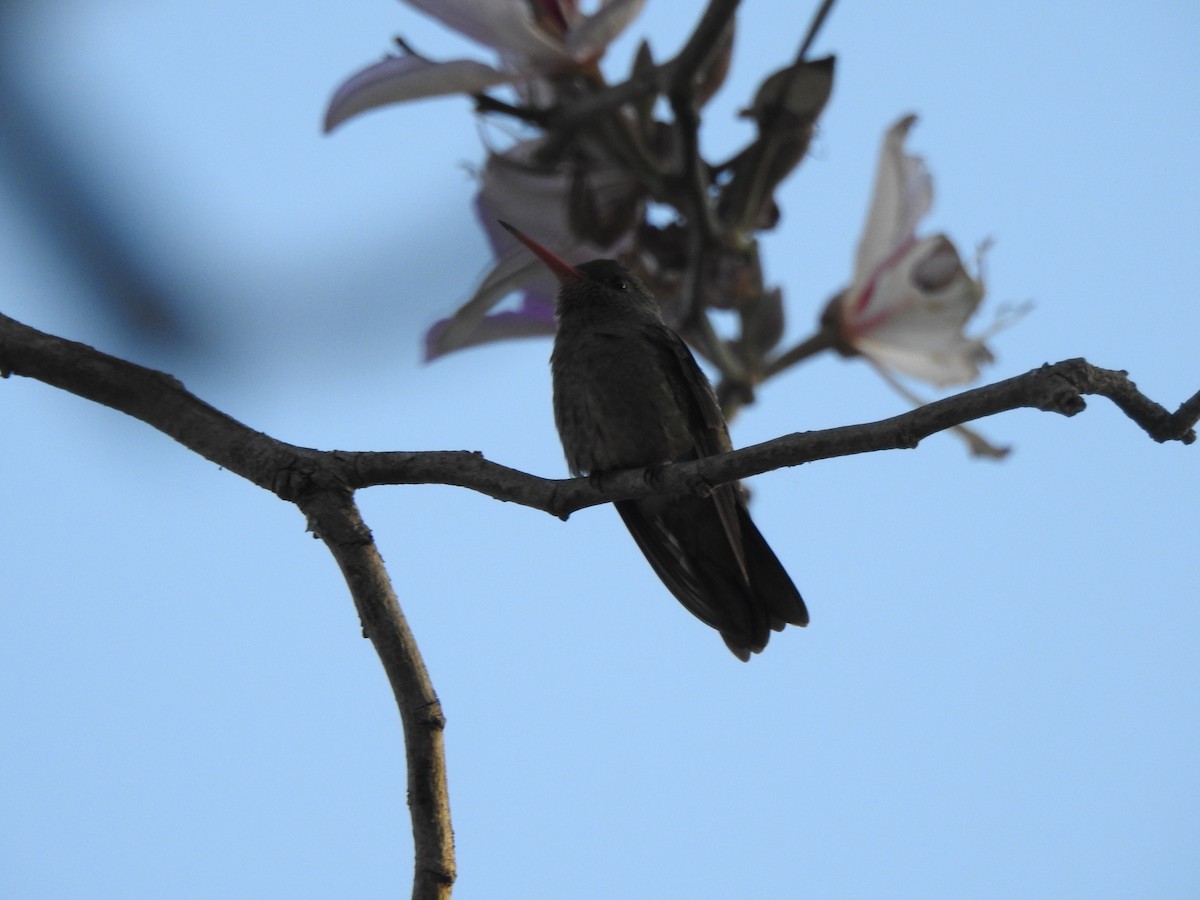 Gilded Hummingbird - ML609105977