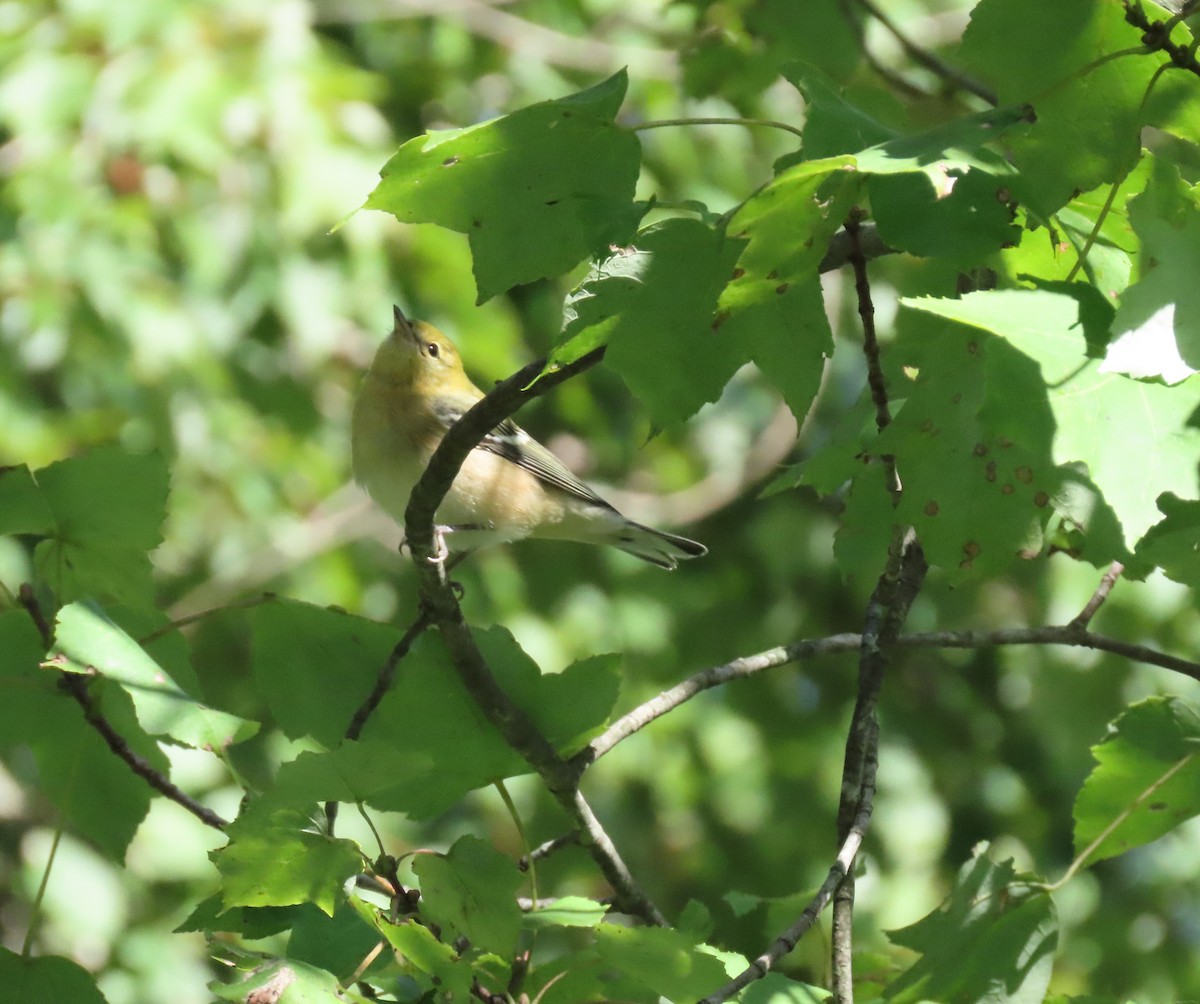 Bay-breasted Warbler - Kevin McGrath