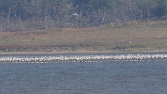 American White Pelican - ML609106131