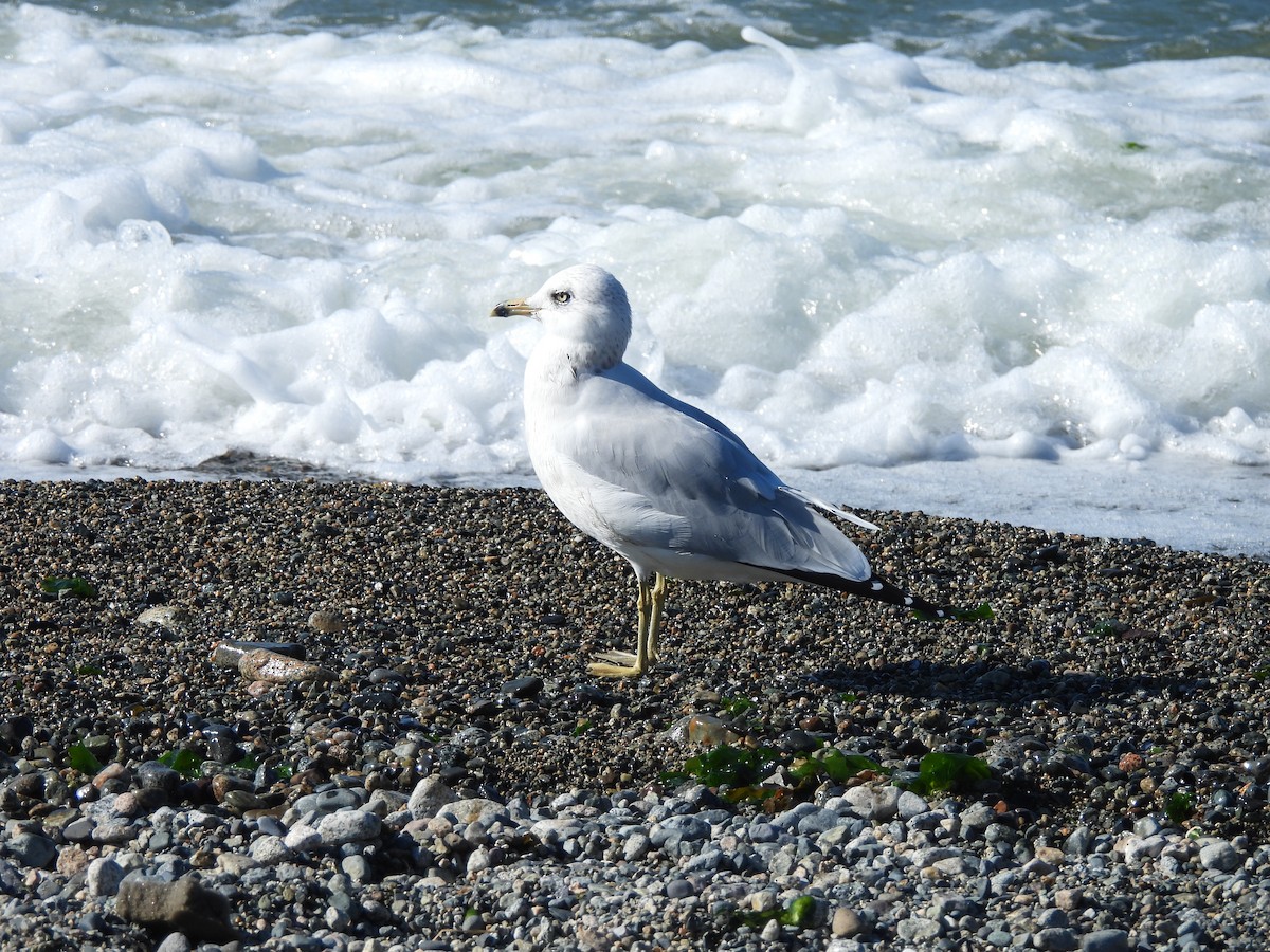 Ring-billed Gull - ML609106133