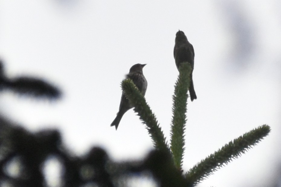 Pine Siskin - ML609106444