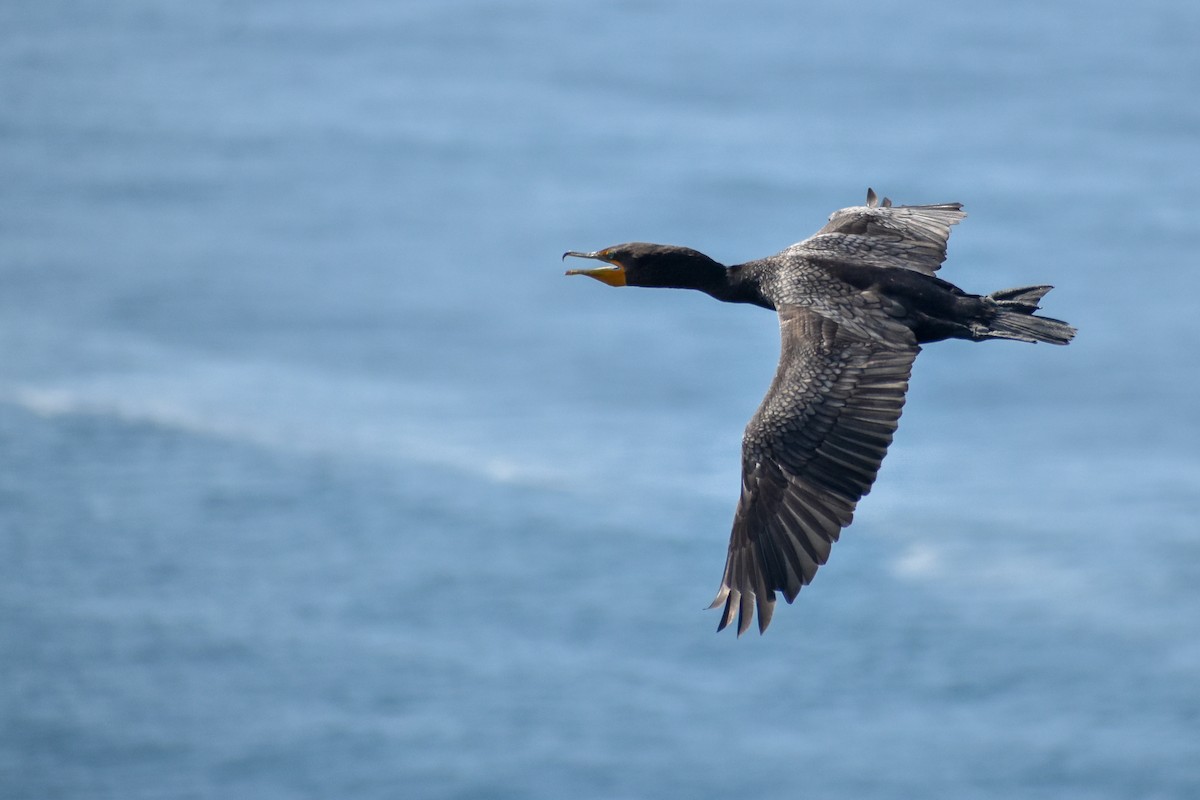 Double-crested Cormorant - ML609106466